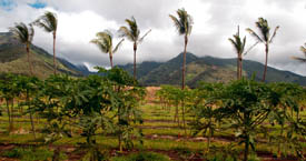 Central Maui
