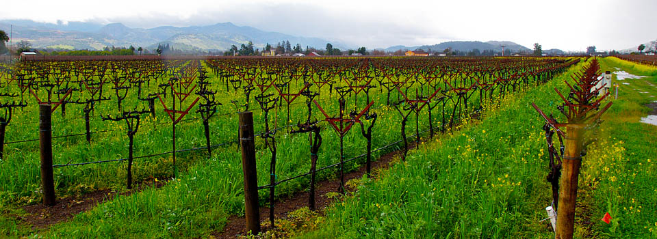  Vineyards Napa Valley